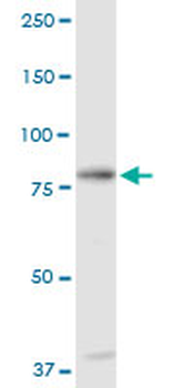 C1S purified MaxPab rabbit polyclonal antibody (D01P)