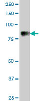 C1S purified MaxPab mouse polyclonal antibody (B01P)