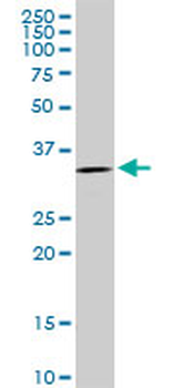 C1QBP MaxPab rabbit polyclonal antibody (D01)