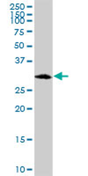 C1QBP purified MaxPab mouse polyclonal antibody (B01P)
