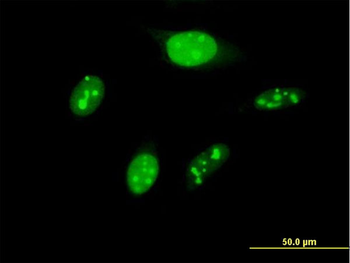 BYSL purified MaxPab mouse polyclonal antibody (B02P)