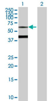 BTD purified MaxPab rabbit polyclonal antibody (D01P)