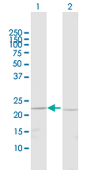 BNIP1 purified MaxPab rabbit polyclonal antibody (D01P)