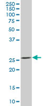 BNIP1 purified MaxPab mouse polyclonal antibody (B01P)