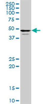 POLR3D purified MaxPab mouse polyclonal antibody (B01P)