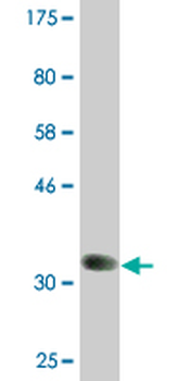 BMP8B monoclonal antibody (M01A), clone 6D6