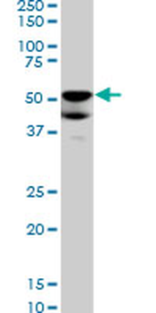 BMP7 monoclonal antibody (M03), clone S52