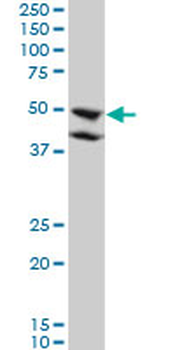 BMP7 monoclonal antibody (M01), clone M1-F8