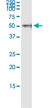 BMP7 MaxPab rabbit polyclonal antibody (D01)