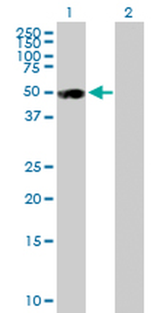 BMP7 purified MaxPab mouse polyclonal antibody (B01P)