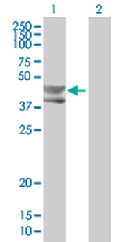 BMP3 MaxPab mouse polyclonal antibody (B01P)