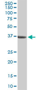 BMP2 purified MaxPab rabbit polyclonal antibody (D01P)