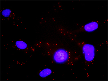 CXCR5 purified MaxPab rabbit polyclonal antibody (D01P)