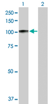 PRDM1 purified MaxPab rabbit polyclonal antibody (D03P)