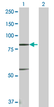 PRDM1 purified MaxPab rabbit polyclonal antibody (D01P)