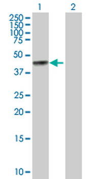 BGN purified MaxPab rabbit polyclonal antibody (D01P)