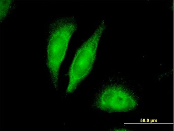 BDNF purified MaxPab mouse polyclonal antibody (B02P)