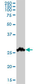 BDNF purified MaxPab mouse polyclonal antibody (B01P)