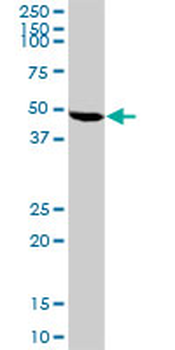BCS1L purified MaxPab rabbit polyclonal antibody (D01P)