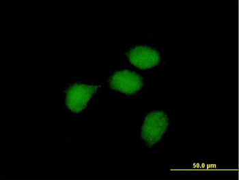 BCL3 purified MaxPab mouse polyclonal antibody (B01P)