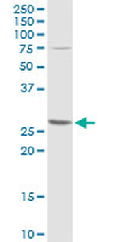 BCL2L1 purified MaxPab rabbit polyclonal antibody (D01P)