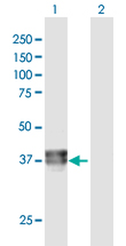 BCAT2 purified MaxPab rabbit polyclonal antibody (D01P)
