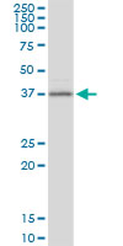 BCAT2 purified MaxPab mouse polyclonal antibody (B01P)