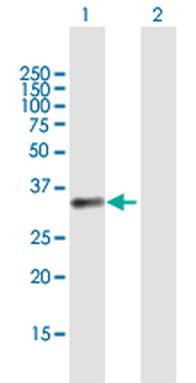 BCAT1 purified MaxPab mouse polyclonal antibody (B01P)
