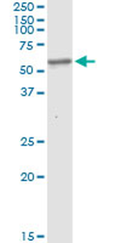 BBS4 MaxPab rabbit polyclonal antibody (D01)