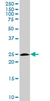 BAK1 purified MaxPab rabbit polyclonal antibody (D01P)