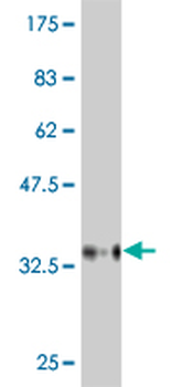 BAI2 monoclonal antibody (M01), clone 6A12