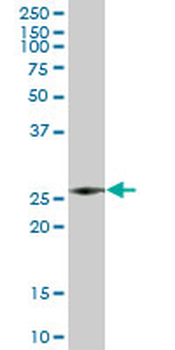 AZU1 purified MaxPab mouse polyclonal antibody (B01P)