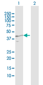 AZGP1 purified MaxPab rabbit polyclonal antibody (D01P)