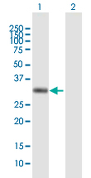 AZGP1 purified MaxPab mouse polyclonal antibody (B01P)