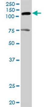 AXL MaxPab rabbit polyclonal antibody (D01)