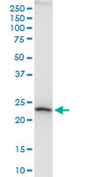 ATP5O purified MaxPab mouse polyclonal antibody (B01P)