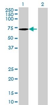 ATP6AP1 MaxPab mouse polyclonal antibody (B01P)