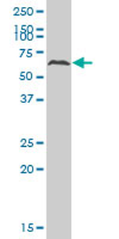 ATP6AP1 polyclonal antibody (A01)