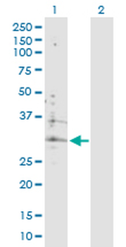 ATP6V0B purified MaxPab rabbit polyclonal antibody (D01P)