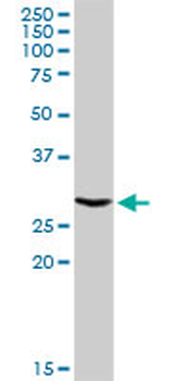 ATP6V1E1 purified MaxPab rabbit polyclonal antibody (D01P)