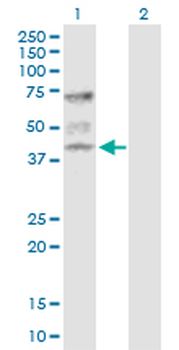 ATP6V1C1 purified MaxPab rabbit polyclonal antibody (D01P)