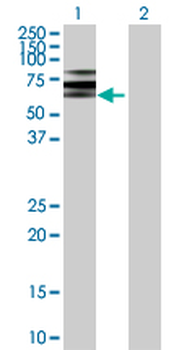 ATP6V1B2 purified MaxPab rabbit polyclonal antibody (D01P)