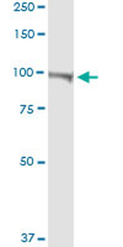 ATP2B4 purified MaxPab rabbit polyclonal antibody (D01P)
