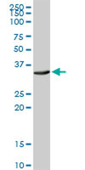 ATP1B3 MaxPab rabbit polyclonal antibody (D01)