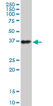 ATP1B3 purified MaxPab mouse polyclonal antibody (B01P)