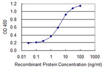 ATF4 monoclonal antibody (M12), clone 2B3