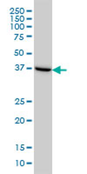 ASNA1 monoclonal antibody (M03), clone 2H3