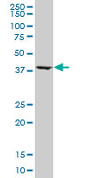 ASNA1 monoclonal antibody (M02), clone 5A3