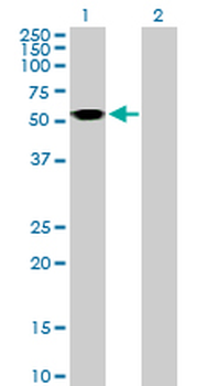 ASL purified MaxPab mouse polyclonal antibody (B01P)