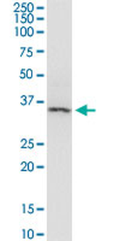 ARRB2 monoclonal antibody (M06), clone 4D2